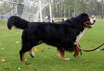Cachorro Boiadeiro de Berna: características e fotos