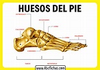 Anatomia de los huesos del pie - ABC Fichas