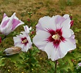 Growing Greener in the Pacific Northwest: Rose of Sharon 8.13.14