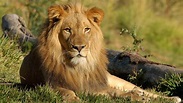 Lion Is Sitting On Grass In Forest HD Lion Wallpapers | HD Wallpapers ...