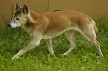 La Chachipedia: El lobo. Canis lupus.