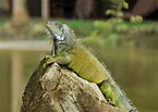 File:Iguana iguana Portoviejo 04.jpg - Wikimedia Commons