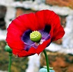 Opium Poppy Flower - Free photo on Pixabay - Pixabay