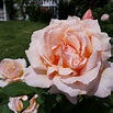 Rosa 'Medallion', Rose 'Medallion' (Hybrid Tea) in GardenTags plant ...