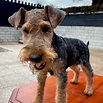 Welsh Terrier - Perros de venta en Quito Ecuador - Cachorros de ...