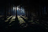 Licht im Dunkel Foto & Bild | pflanzen, pilze & flechten, bäume, natur ...
