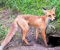 9 Different Types of Foxes (Plus Photos) - Animals HQ