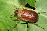 Junikäfer - Naturbilder bei Wildlife Media