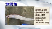 台東漁民一個月連捕5尾「地震魚」 東部近一個月就7地震 | 生活 | 三立新聞網 SETN.COM