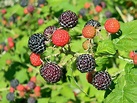 Raspberry Types: How to pick the perfect plant - The Old Walsh Farm