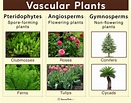 Vascular Plants – Definition, Characteristics, Examples, & Diagram