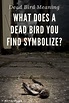 Dead Bird Meaning: Read This When You've Found One!