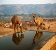 Camels drinking water by Gable Denims on 500px | Camels, Animals ...