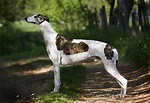 About the Breed: Greyhound - Highland Canine: Professional Dog Training ...