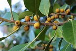 Port Jackson fig (Tamborine Mountain Eco-Zone - Trees & Shrubs ...