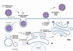 Overview of the flavivirus life cycle. | Download Scientific Diagram