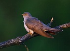 Common Cuckoo by Lee Fuller - BirdGuides