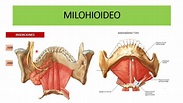 Musculo milohioideo: origen, inserción, función, y más (2022)