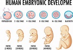 desarrollo embrionario humano en infografía humana 7563118 Vector en ...