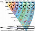 BIOLOGIA - Biodiversidade : Classificação das Espécies : Carl von Linné ...