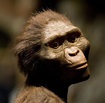Australopithecus Afarensis: Warum Sie Lucy, den Affenmenschen, kennen ...
