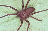 File:Brown recluse spider, Loxosceles reclusa.jpg - Wikimedia Commons