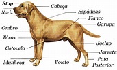 Cães: Partes do corpo dos cães