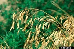 field brome, Bromus arvensis (Cyperales: Poaceae) - 5391951