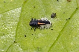 Lady beetle asiático larvas de la especie harmonia axyridis comiendo ...