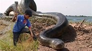 Giant Anaconda Documentary - YouTube