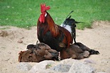 Der Hahn im Korb... Foto & Bild | tiere, natur Bilder auf fotocommunity