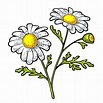Flor de manzanilla con ilustración de grabado de la hoja | Vector Premium