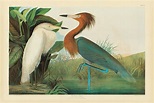 Audubon On Display in Republished 'Birds of America'