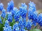 Hyacinth Flower Meaning, Spiritual Symbolism, Color Meaning & More