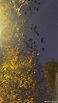 組圖：瀋陽上空漫天烏鴉壓頂 場面驚人（視頻） | 中國 | 新唐人中文電視台在線