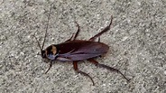 Cockroach. Palmetto Bug. - YouTube