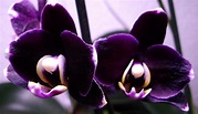 Der Duft der seltenen schwarze Orchidee verbreitet Exklusivität in ...