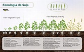 Ciclo da soja: um guia do plantio a colheita | Nutrição de Safras