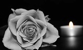 Free Images : blossom, black and white, flower, petal, darkness, candle ...