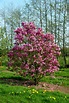 Susan Magnolia For Sale Online | The Tree Center