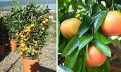 Citrus Paradisi - Citrus Trees - Tropical Garden Plants | Garden ...
