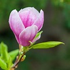 Magnolia Flower Free Stock Photo - Public Domain Pictures