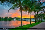 Coconut Trees Downtown at Palm Beach Gardens Florida – HDR Photography ...