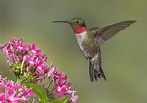 Ruby-throated Hummingbird, Archilochus colubris, male, hovering above ...