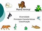 PPT - Reino Animal PowerPoint Presentation, free download - ID:6036159