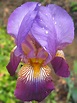 File:Purple-Iris pn.jpg