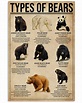 Types Of Bears