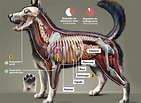 Veja 7 curiosidades sobre o corpo do cachorro: saiba mais da anatomia ...