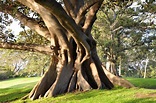 Sydney - Australia: Port Jackson Fig Tree