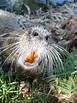 this Nutria (wharf rat) just walked right up to me! look at his teeth ...